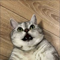 Я же просил - не беспокойте меня...! :: Надежда Я же просил - не беспокойте меня...! :: Надежда