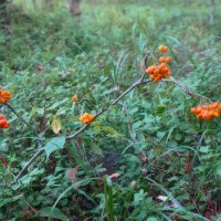 *** :: Леонид leo *** :: Леонид leo