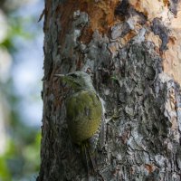 Самка седого дятла. :: Вадим Басов