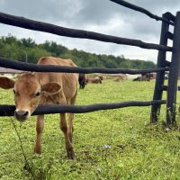 «По проселочной дороге шла я молча…» (c) :: Арина Невская