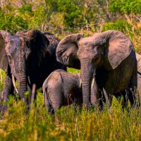 Африканские слоны :: Aleksey Afonin