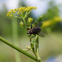 муха :: Александр Леонов