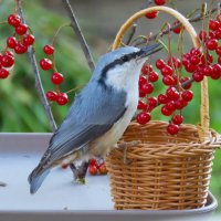 Поползень :: Ольга Митрофанова