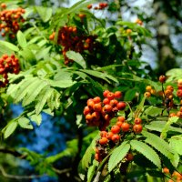 Рябина :: Dar(k) Life Рябина :: Dar(k) Life