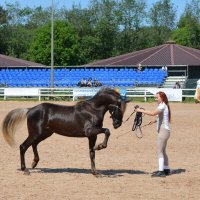 Международная конная выставка "Иппосфера" 2025 :: Николай Международная конная выставка "Иппосфера" 2025 :: Николай