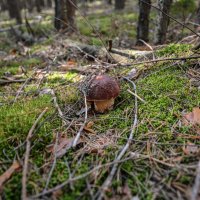 гриб боровик :: сергей гриб боровик :: сергей