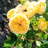 Роза :: Сапсан 