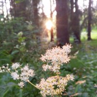 Таволга :: Сапсан 