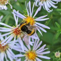 Вкусные цветочки? :: Светлана 