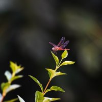 Стрекоза :: Татьяна Тюменка