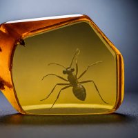 Янтарь с муравьём :: Aleksey Afonin