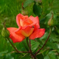 О красоте цветов. :: Милешкин Владимир Алексеевич 