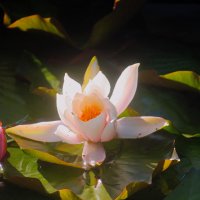 Белая кувшинка :: Сергей Кочнев