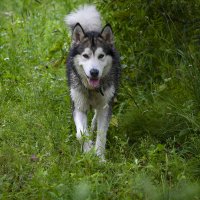 Ярик. :: leff Postnov