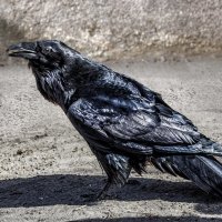 Ворон :: SanSan 