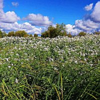 Август...Цветочный берег Юганской Оби! :: Владимир 