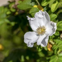 Увядающая красота :: Валерий Иванович