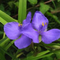 Традесканция :: Людмила Смородинская