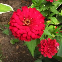 Во всей красе :: Людмила Смородинская Во всей красе :: Людмила Смородинская