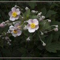 Анемоны :: Евгений 