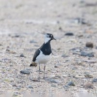 чибис :: юрий макаров чибис :: юрий макаров