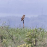 сова болотная :: юрий макаров сова болотная :: юрий макаров