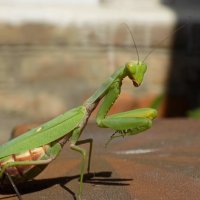 Древесный богомол... :: Константин Штарк