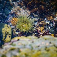 Anthopleura artemisia :: Alexander Fedotov