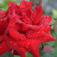 Роза "Ингрид Бергман" :: Татьяна Лютаева