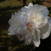 Белый пион :: Александр Синдерёв