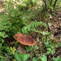 Гриб :: ирина Гриб :: ирина