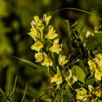 Скромное цветение. :: Петр Беляков Скромное цветение. :: Петр Беляков