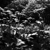 1. Борщевик. :: Василий Палий 1. Борщевик. :: Василий Палий