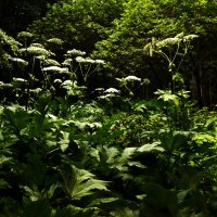 2. Тот же борщевик в цвете. :: Василий Палий 2. Тот же борщевик в цвете. :: Василий Палий