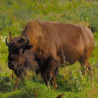 Мощь и сила :: Магомед . Мощь и сила :: Магомед .