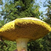 Большой и чистый :: Freddy 97