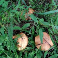 Маслята :: Антонина Гугаева Маслята :: Антонина Гугаева