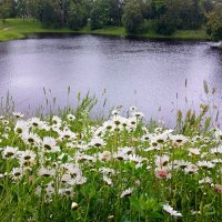 Ромашки на берегу Нижнего пруда. :: Лия ☼