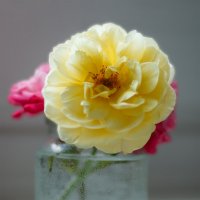 Натюрморт :: Tatsiana Latushko Натюрморт :: Tatsiana Latushko