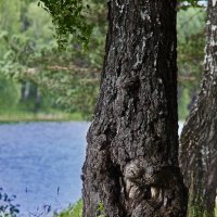 Берёза :: Cергей Александров Берёза :: Cергей Александров