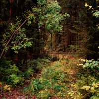 Таинственный лес :: Владимир Калеев