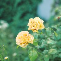 Розы :: Николай Холопов