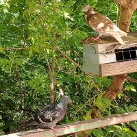 Видит око, да зуб неймет! :: Надежда Видит око, да зуб неймет! :: Надежда