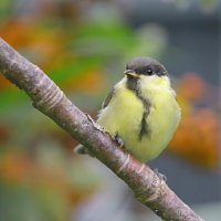 ..расти большой ... :: Andrey Bragin 