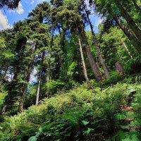 На склоне леса :: Mikhail Irtyshskiy