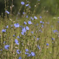 ... :: Елена Пономарева