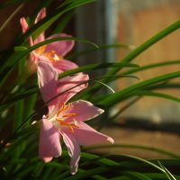 ... :: Елена Пономарева