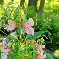 Недотрога :: Сапсан 