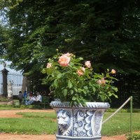 "Я к розам хочу, в тот единственный сад..." :: zavitok *