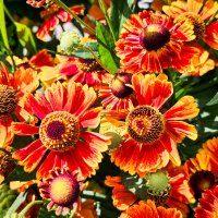 * :: Dmitry i Mary S * :: Dmitry i Mary S